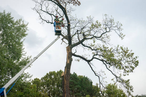 Best Tree Cabling and Bracing  in Abbeville, LA