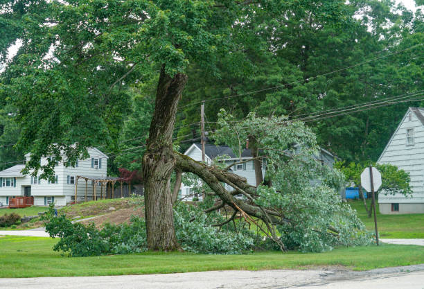 Best Tree Trimming and Pruning  in Abbeville, LA